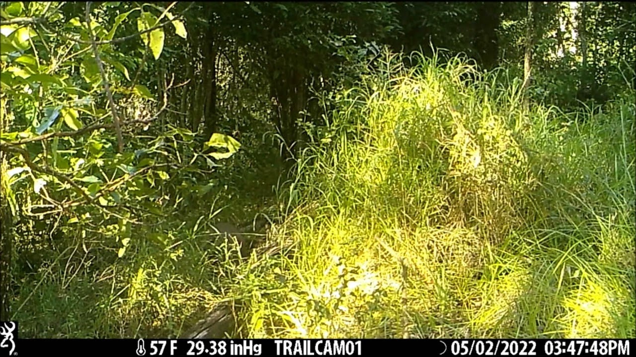 Trail Cam Australian Wildlife   vol 2   Brisbane Forest Park