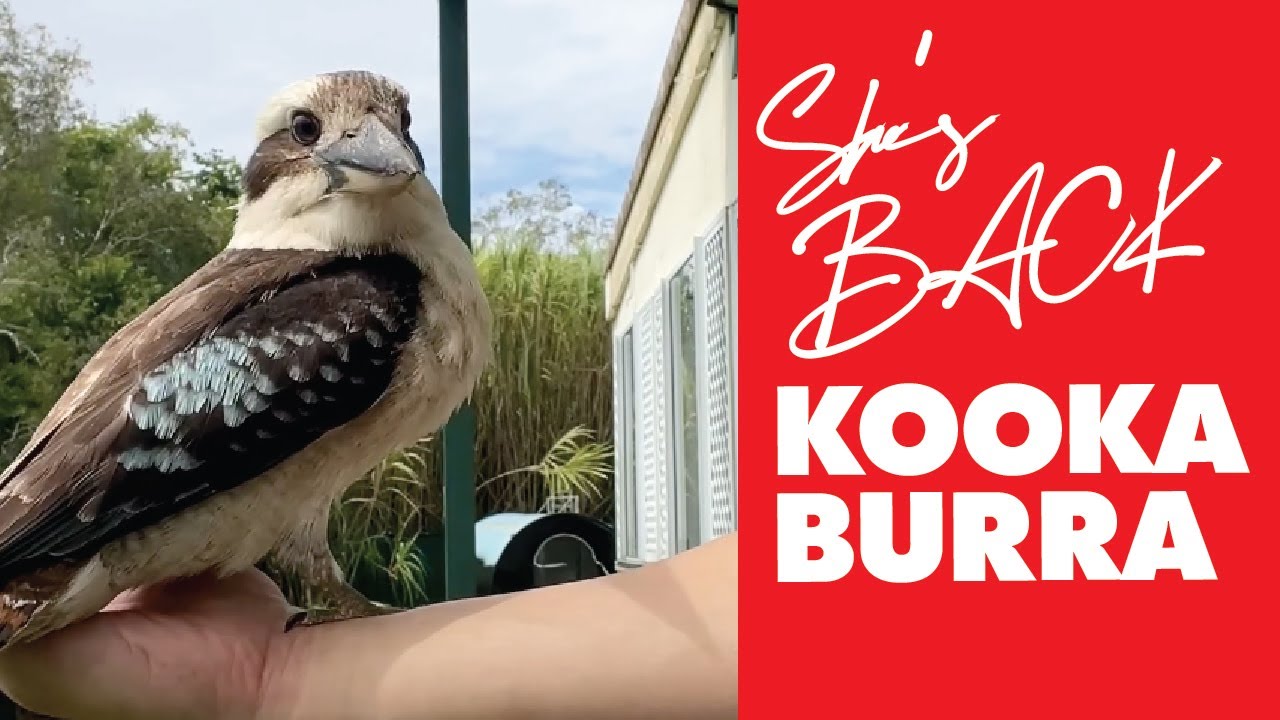 ❤️‍🩹 Wild Kookaburra Reunion! She still remembers me.