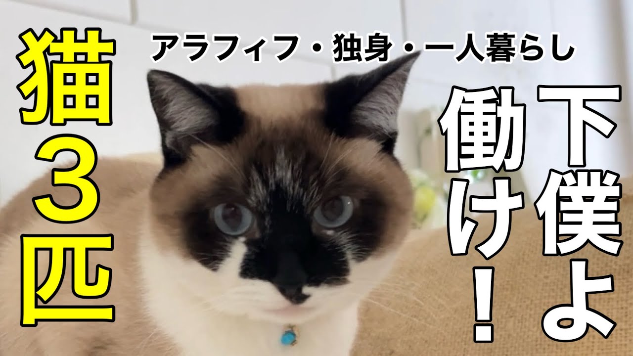 【アラフィフ独身女】手取り15万派遣女、愛猫のためつべこべ言わずゆるく働け！