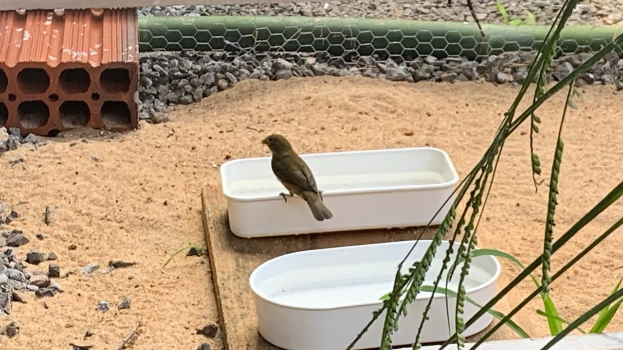 A MELHOR COISA QUE FIZ FOI POR ESSE CASAL DE COLEIRO NO VIVEIRO 😀