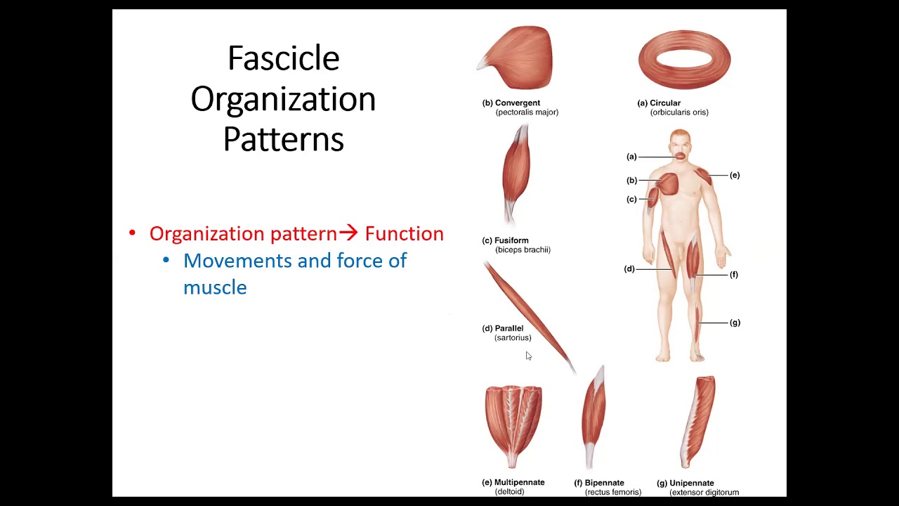 Anat1 Muscle Fascicle Arrangements