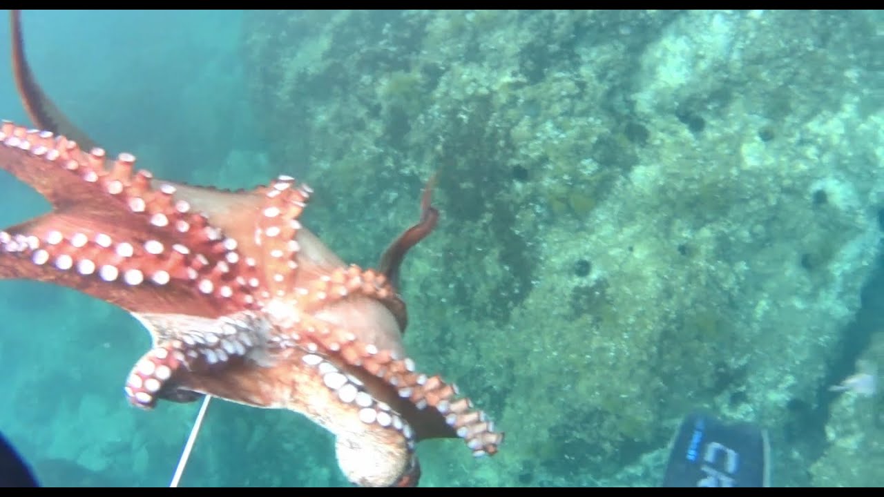 Εξόρμηση για Χταπόδια – Μοναδικές Λήψεις * Octopus Spearfishing – Stunning Underwater Shots