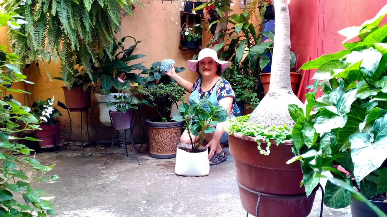 Sustrato buenísimo para Hortensias