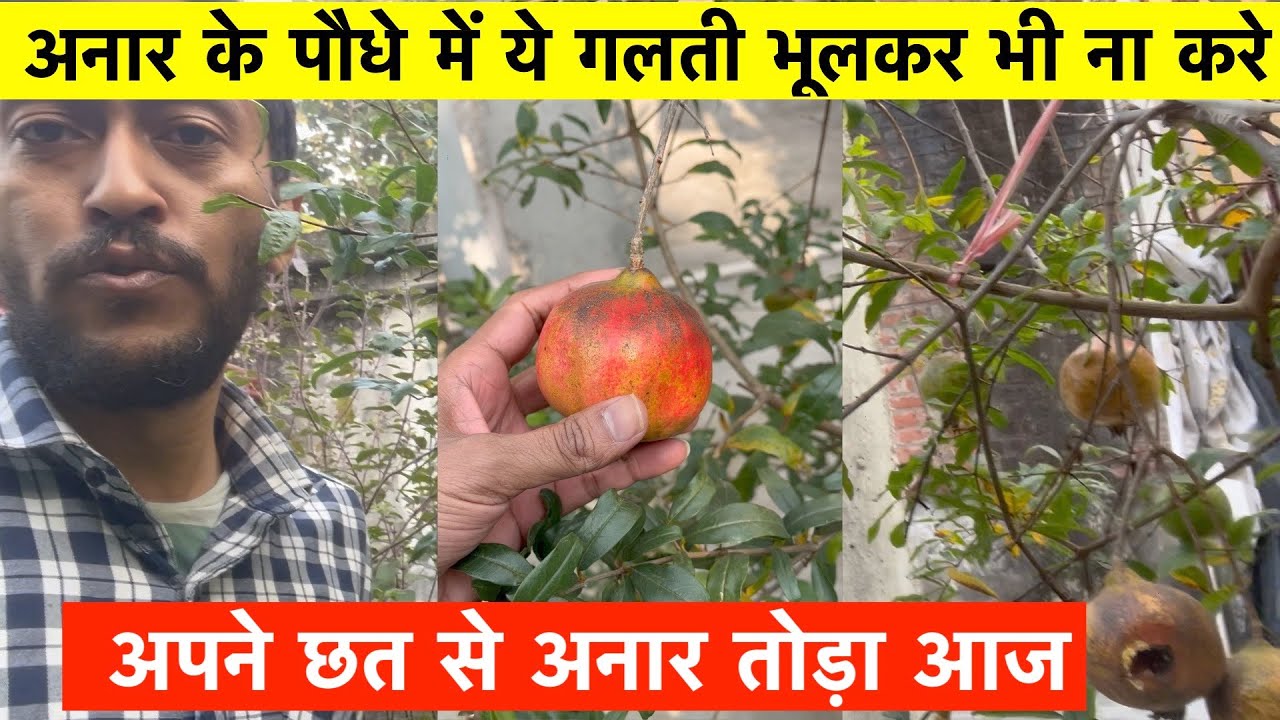 अनार के पौधे में ये गलती भूलकर भी ना करे | How to Grow Anar at Home Garden | Pomegranate Harvesting