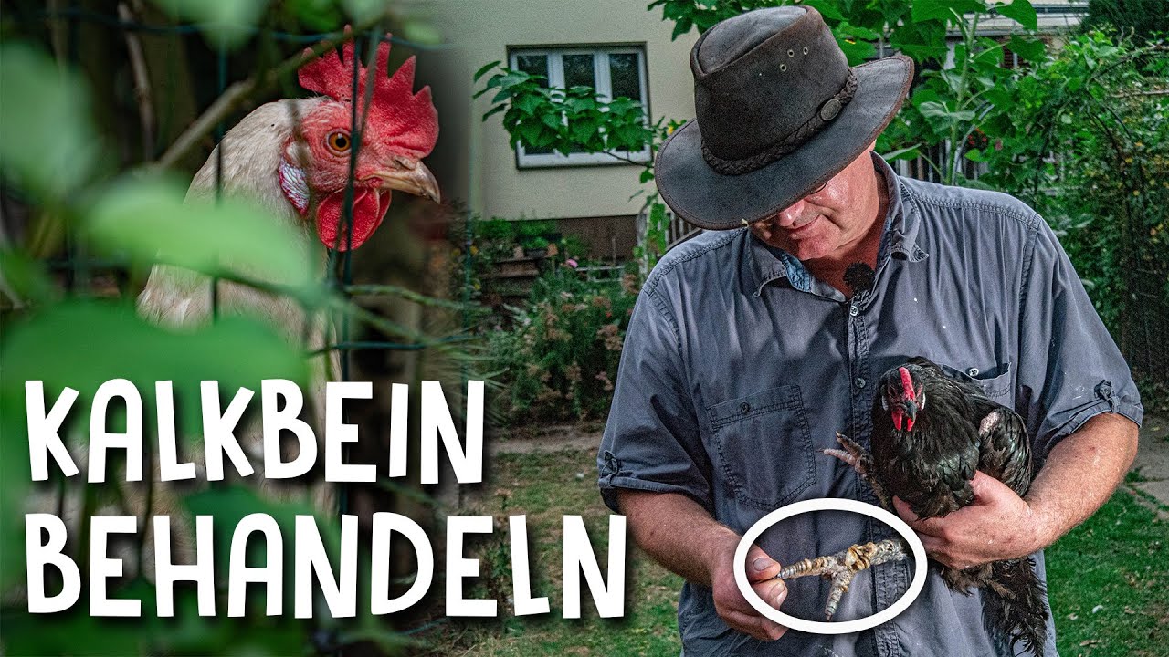 Hühner Krankheiten erkennen & behandeln! 🧐 - Das Kalkbein beim Huhn