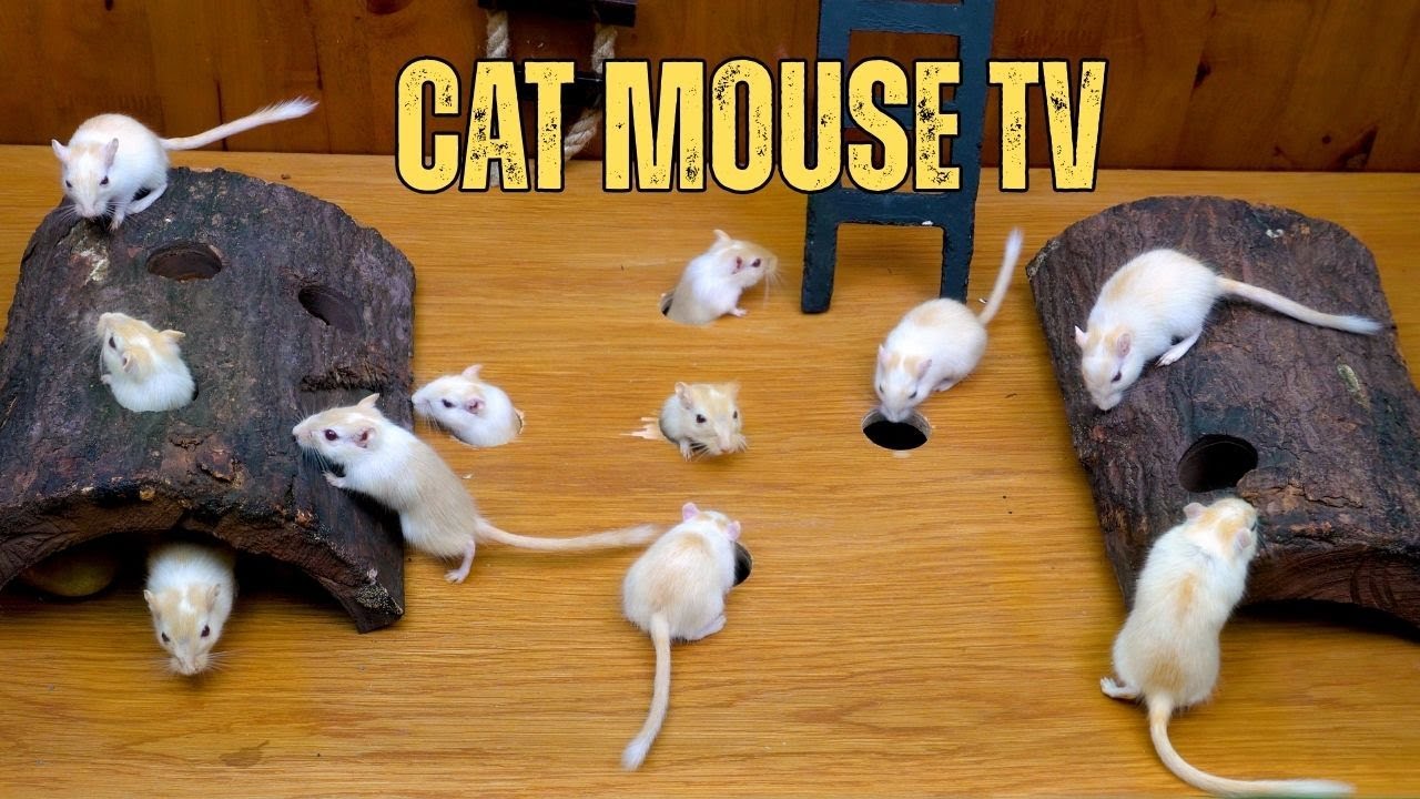 Cat TV 🐾Little Mouse Hide & Seek , Squeaking, Playing for cats to watch | 10 Hours 4K 60fps