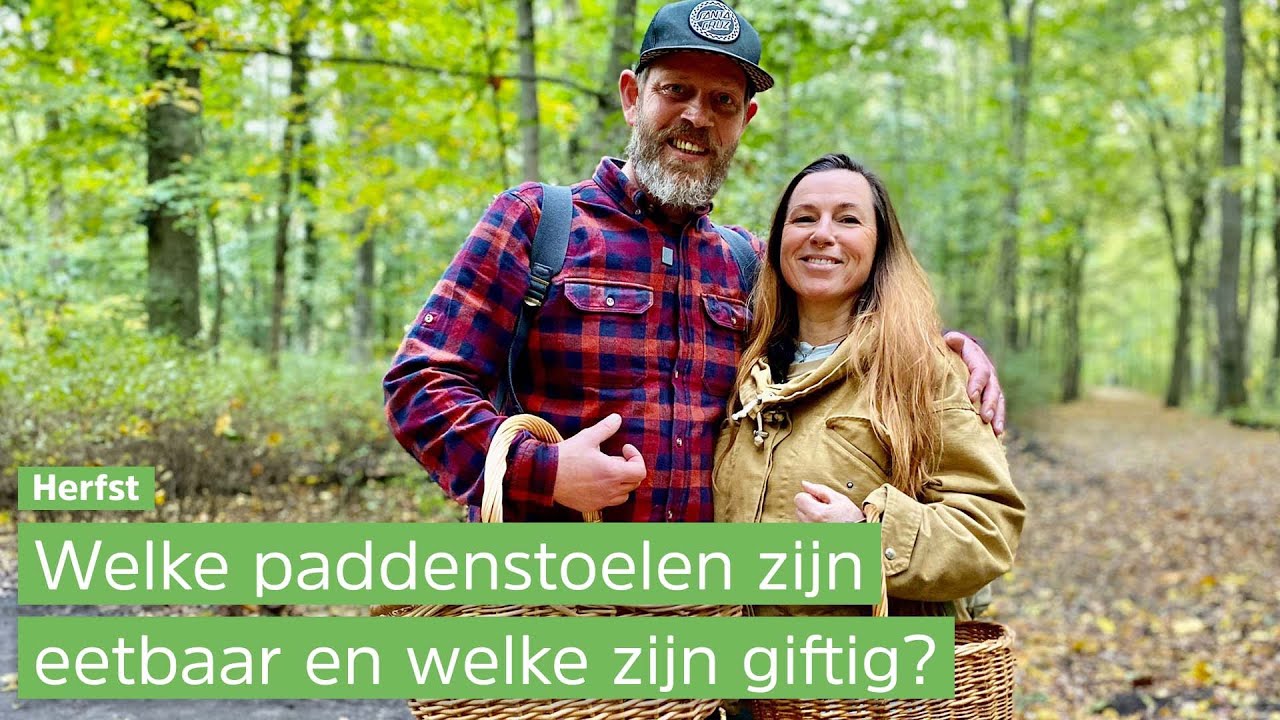 Op zoek naar eetbare paddenstoelen
