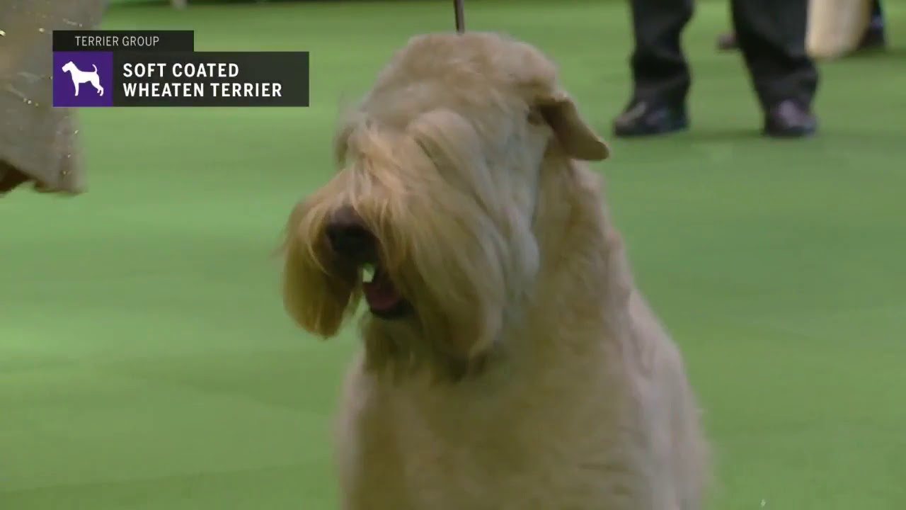 Soft Coated Wheaten Terriers | Breed Judging 2019