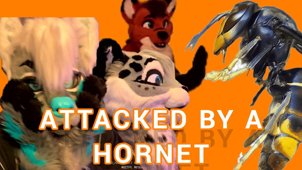 ATTACKED BY A HORNET ON STREAM