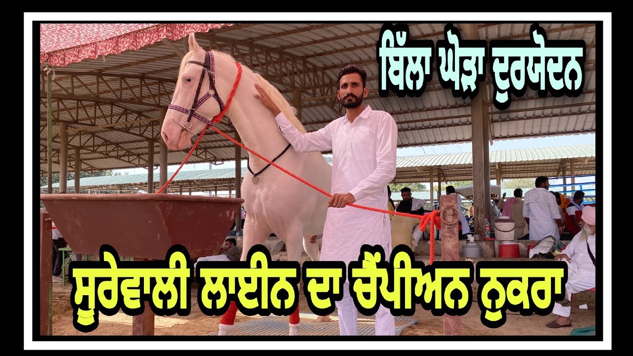 Nukra stallion duryodhan,ਨੁਕਰਾ ਘੋੜਾ ਦੁਰਯੋਦਨ