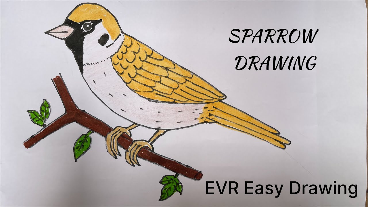 How to draw sparrow / drawing sparrow easily for beginners & sparrow drawing tutorial / step by step