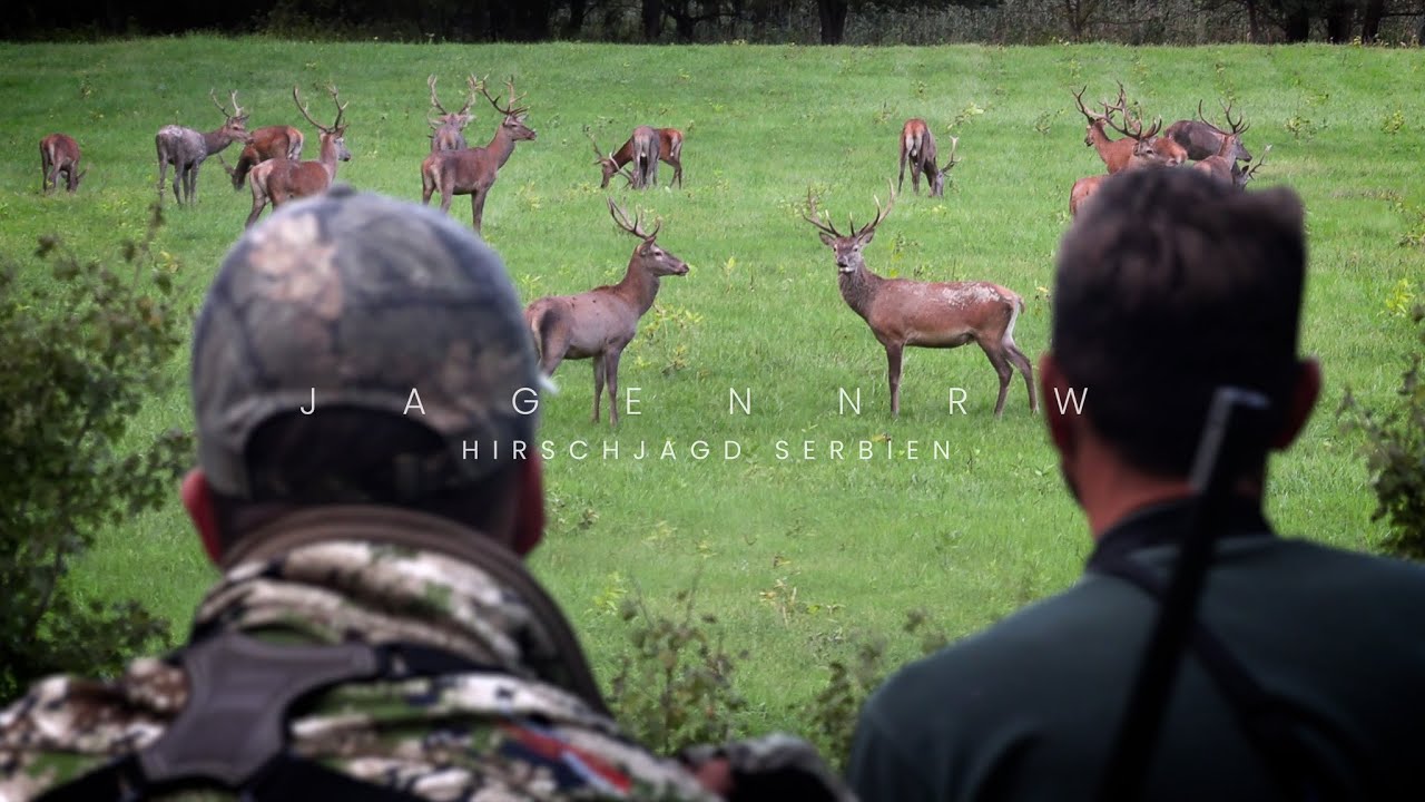 So viel Rotwild !? Hirschjagd im Urwald – jagenNRW story #24