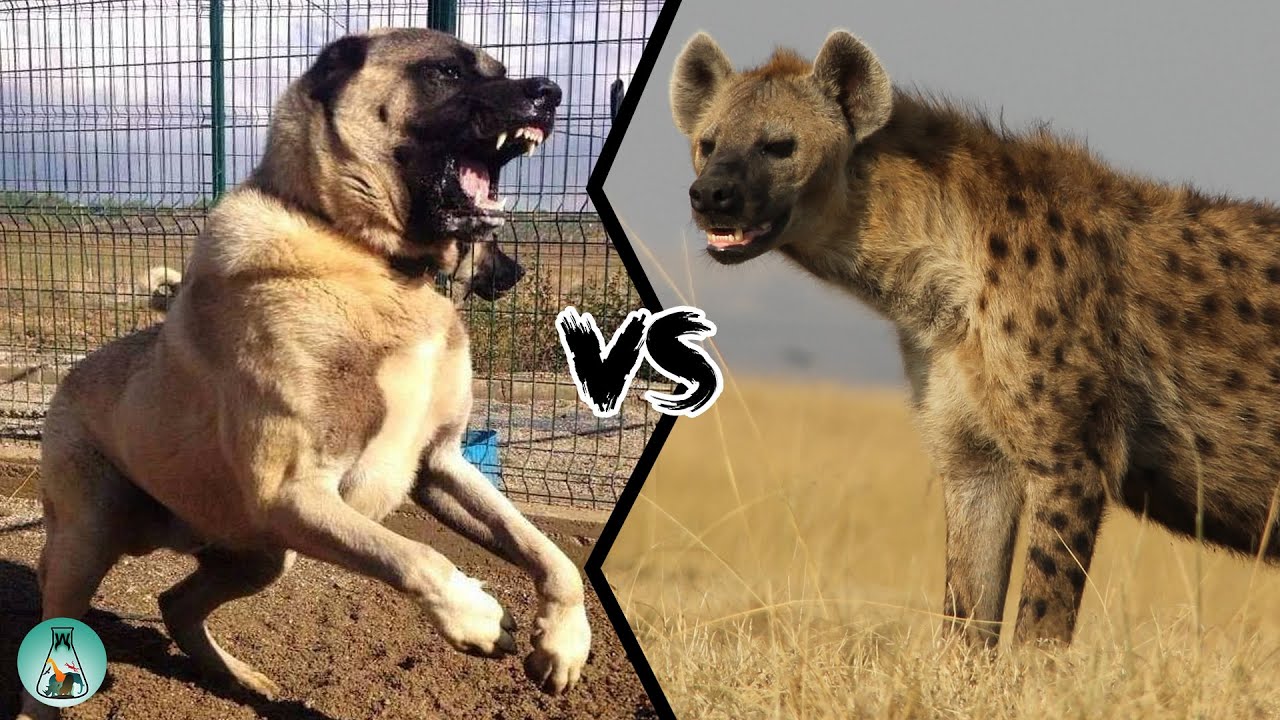 ТУРЕЦКИЙ КАНГАЛ VS ПЯТНИСТАЯ ГИЕНА - Кто победит в битве?