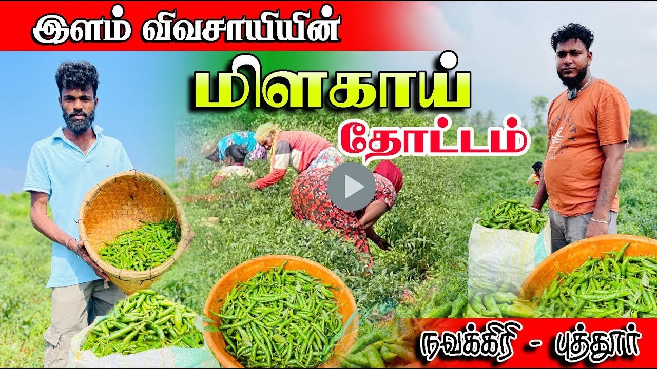 இளைஞனின் முயற்சியில் மிகப்பெரிய மிளகாய்தோட்டம்   நவக்கிரி  #puttur #chilli