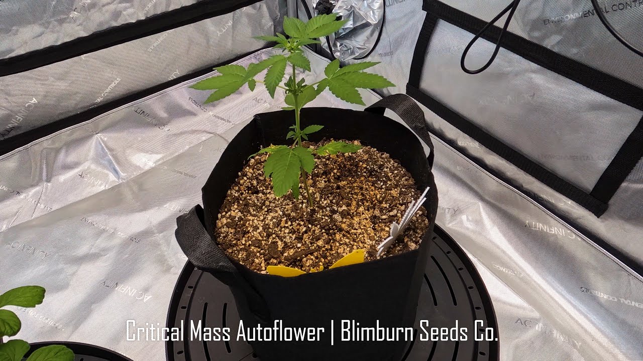 Critical Mass Autoflower | Seed to Harvest