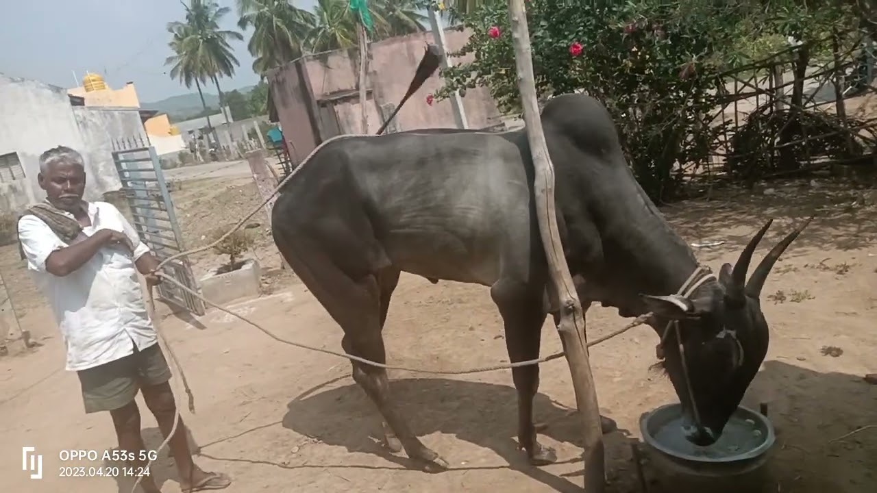 Hallikar Stud bull 6teeth Natrapalayam