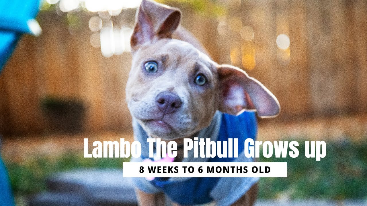 8 Weeks to 6 Months- Life of a Pitbull Puppy