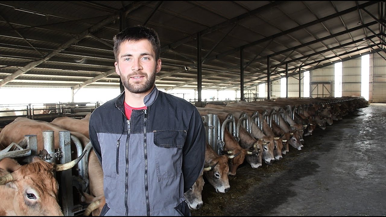 Croisement Yperios : Intérêts en élevage Aubrac ! 🐮