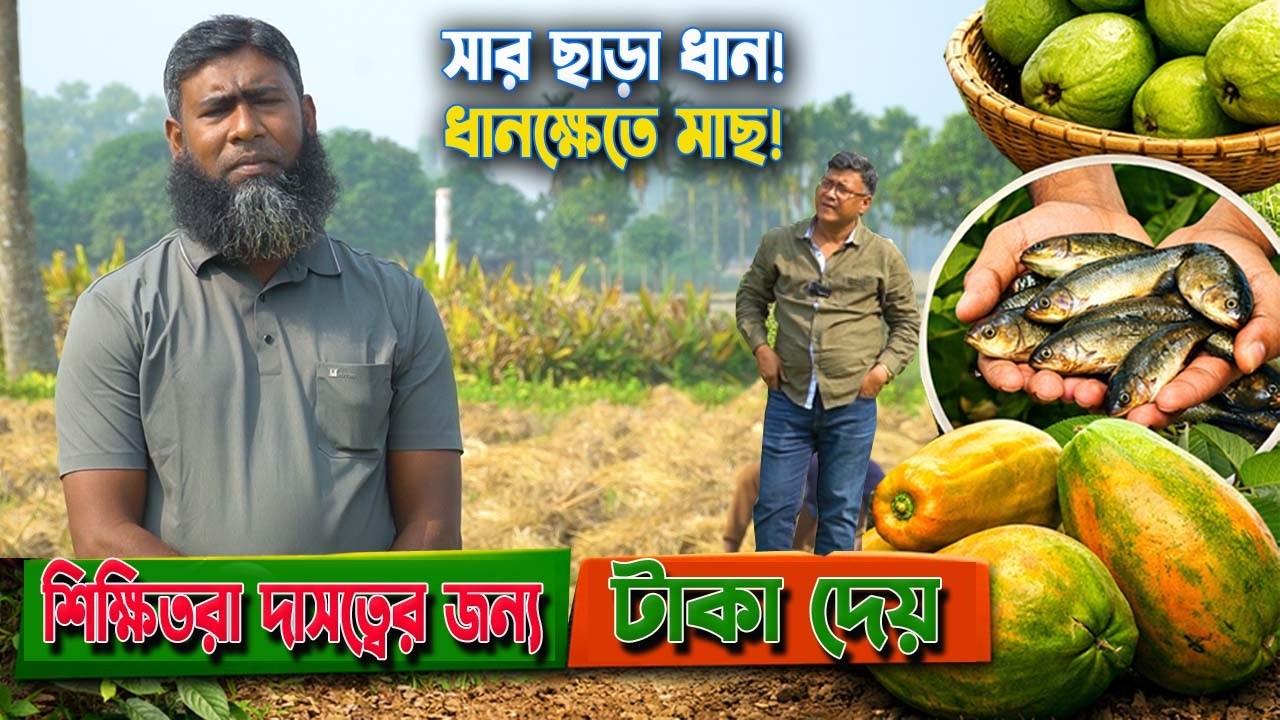 শিক্ষিতরা দাসত্বের জন্য টাকা দেয় আর রুবেল করছে সার ছাড়া ধান! ধানক্ষেতে মাছ, পেঁপে ও পেয়ারা চাষে সফল