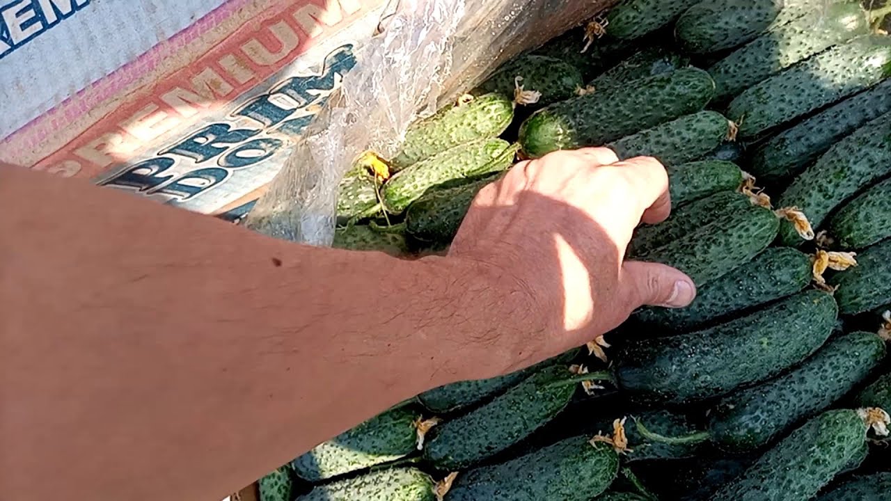 Огурец херсонская область. Великие Копани. Новая Маячка. Direct Delivery