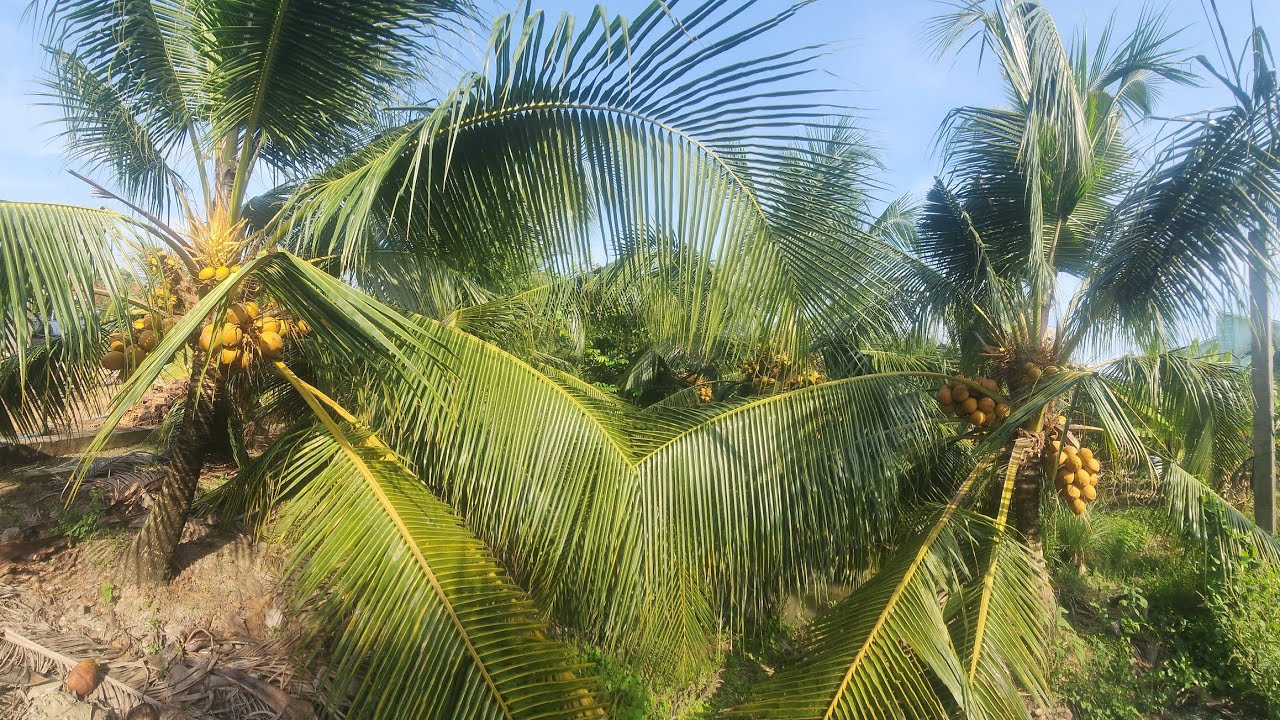 Thu hoạch dừa nghen 