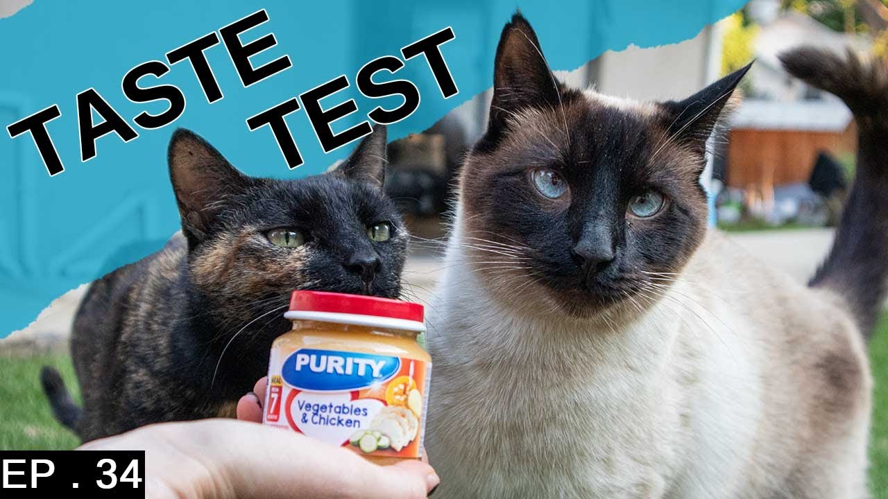 Will our Siamese Cat love baby food (It's just an experiment)