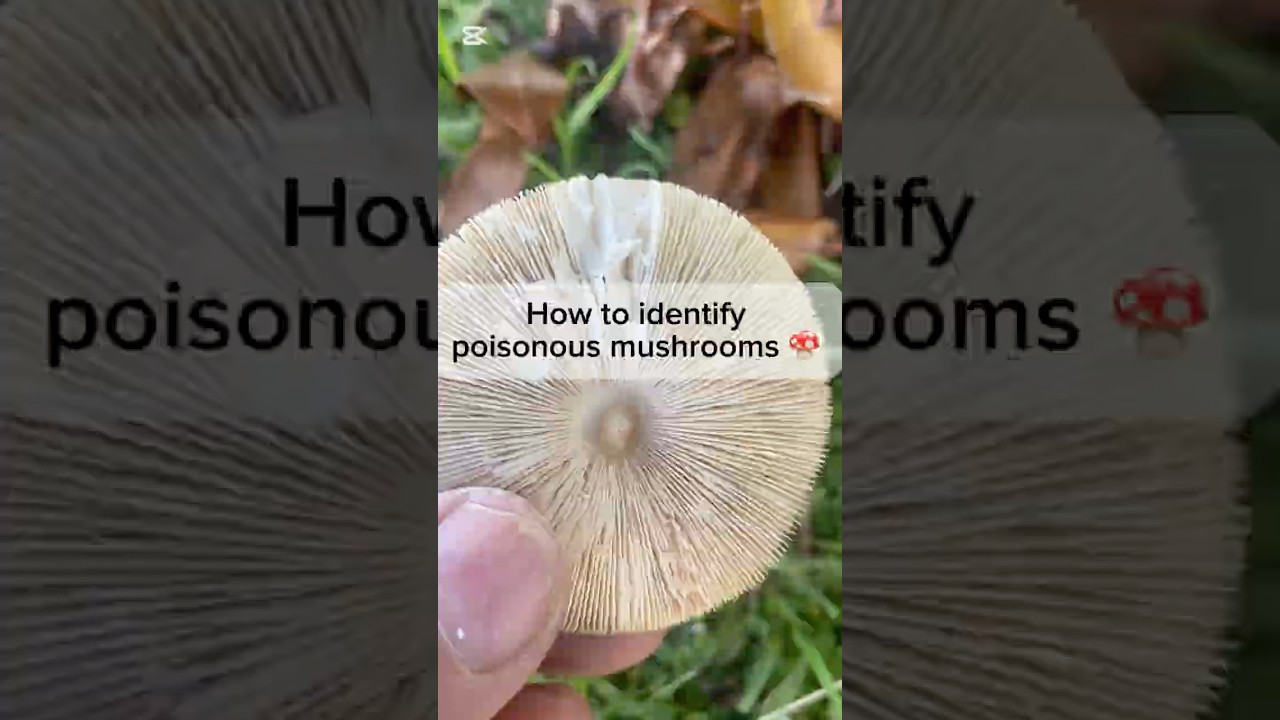 Foraging Mushrooms & how to identify poisonous fungi.