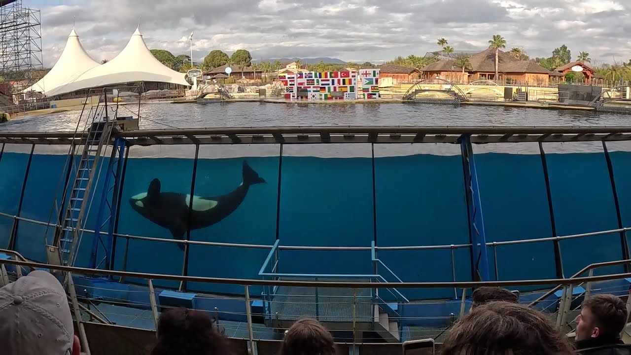 MARINELAND ANTIBES 🇫🇷 Le dernier spectacle des orques Wikie et Keijo en intégralité ...