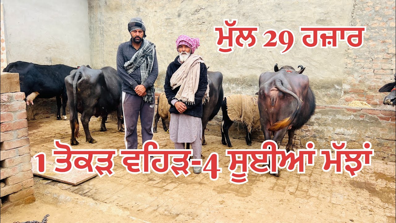 ਪੂਰੇ ਪੰਜਾਬ ਚ ਸਸਤੇ ਮੁੱਲ🔥1 ਤੋਕੜ ਵਹਿੜ 🔥4 ਸੂਈਆਂ ਮੱਝਾਂ ਵਿਕਾਉ-4 buffalo-1 cow for sale #brardairyfarmmoga 