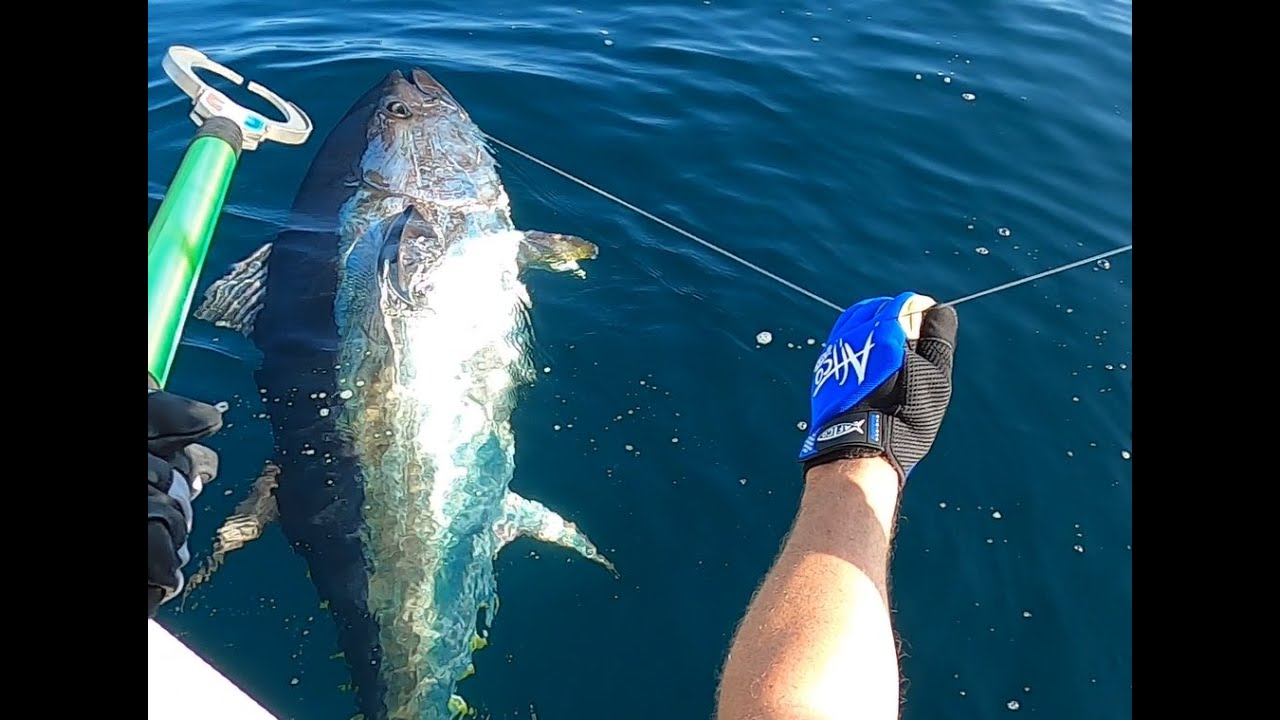Bluefin Tuna 241 cm 2021 Sweden Really beautiful tuna