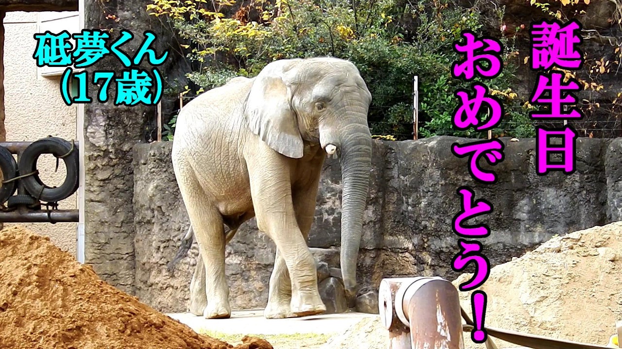 砥夢くん、１７歳の誕生日おめでとう！　African elephant(アフリカゾウ)　多摩動物公園