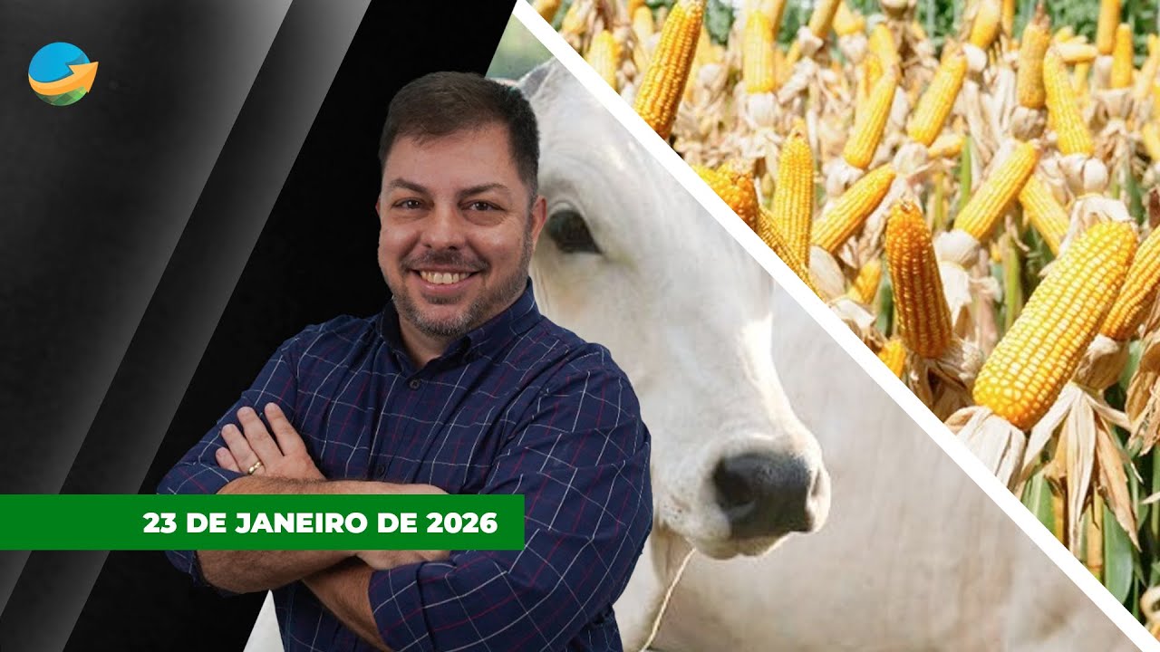 Arroba do boi em SP reage em plena sexta-feira e encerra semana com alta de R$1; Milho na B3 segue..