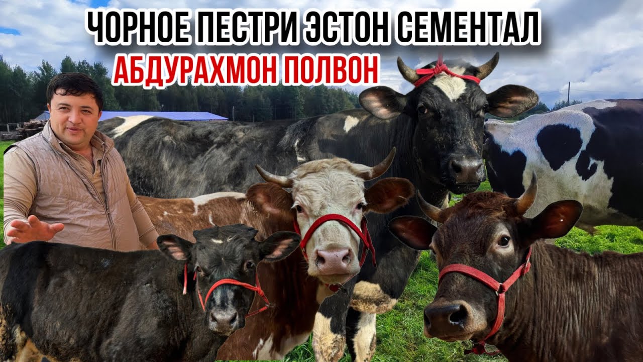 Абдурахмон полвон Сементал Чорное пестрие Эстон ярмарка арзон 16 февраля 2026 г.
