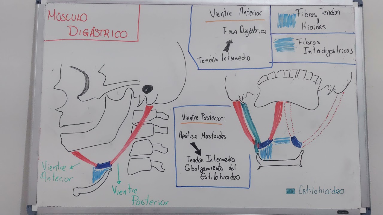 M&uacute;sculos Suprahioideos - Digastrico
