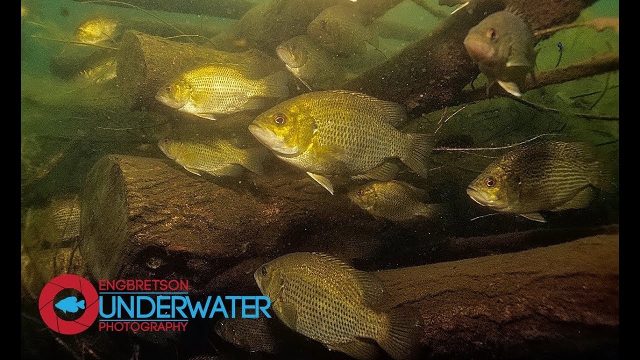 Sixty Seconds Underwater: Episode #9- Rock Bass Underwater