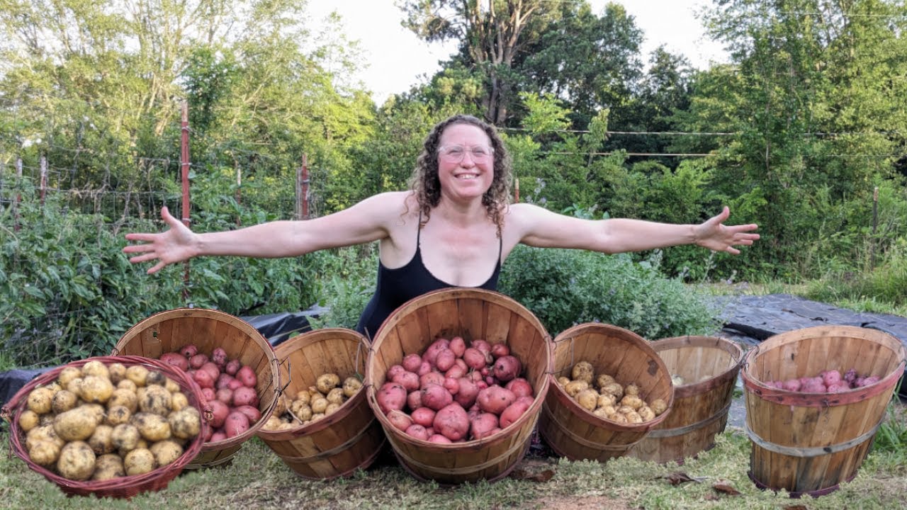 Come Along With Us For Our Biggest Potato Harvest Vlog Ever