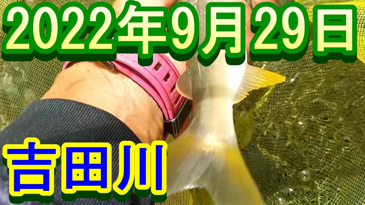 鮎釣り 20㎝高 引水 残り垢 朝日大橋 鶴佐橋上 小野橋下長良川支流吉田川 2022年
