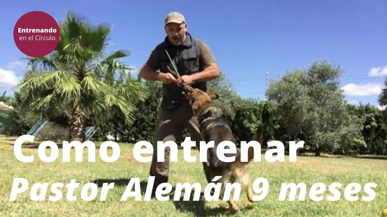 Pastor Alem&aacute;n, consejos para conectar con el