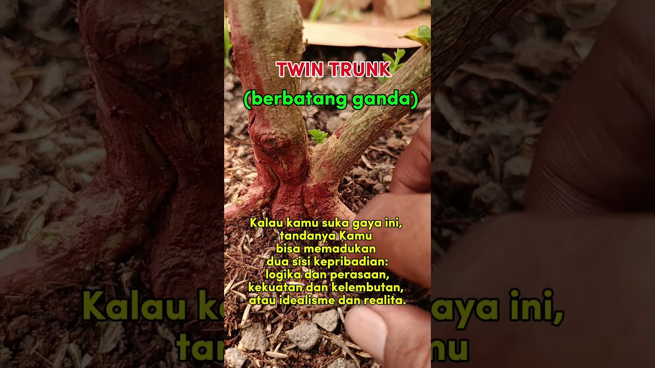 PSIKOLOGI BONSAI (TWINS TRUNK) 