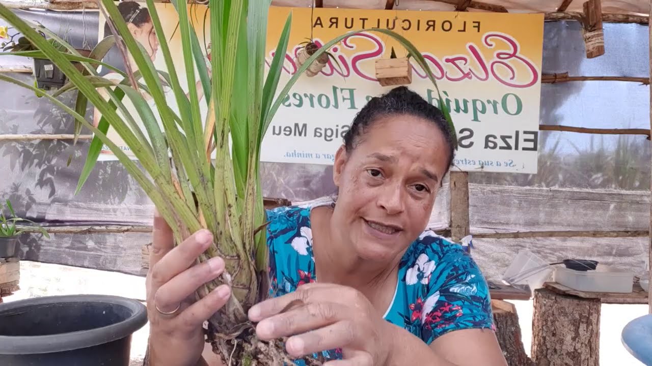 Elza responde: Dúvidas sobre cymbidium