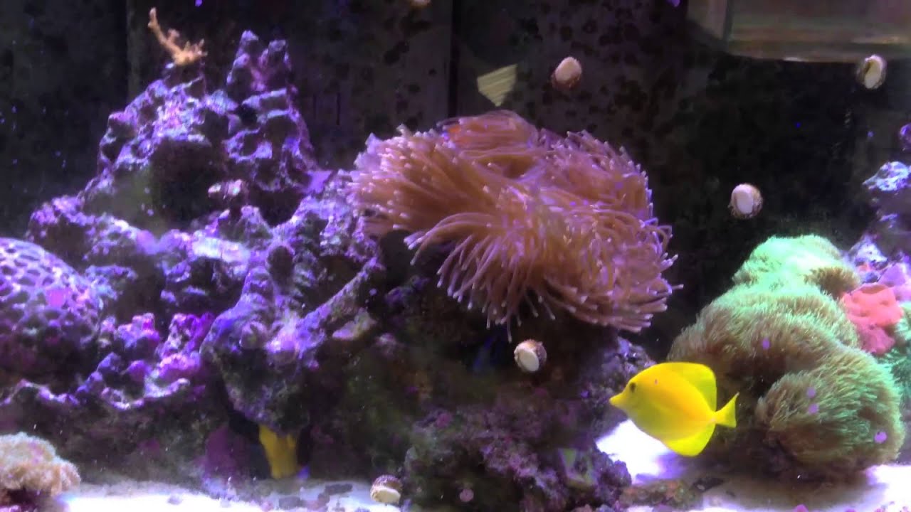 75 Gallon in wall reef tank 