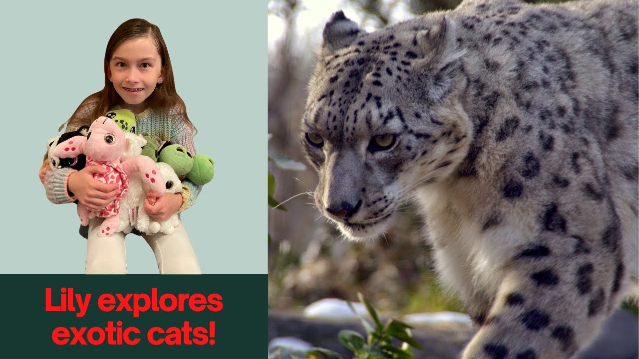 Lily Explores Exotic Cats at In-Sync Exotics in Wylie, Texas