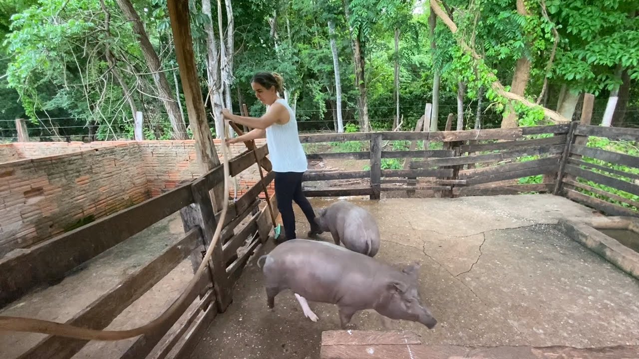 ALIMENTANDO OS ANIMAIS NA ROÇA, GALINHA, PORCO, CAVALO... VIDA BOA! FRAN ADORNO
