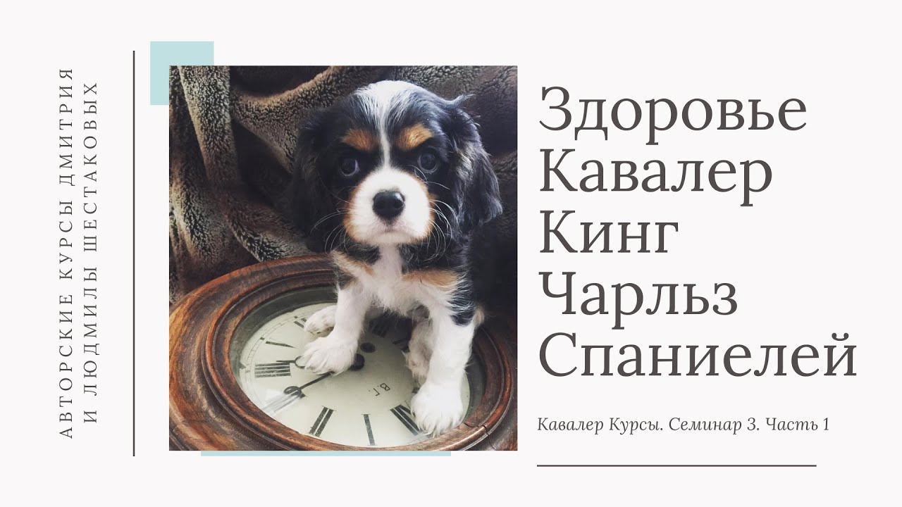 Семинар о здоровье собак породы Кавалер Кинг Чарльз Спаниель
