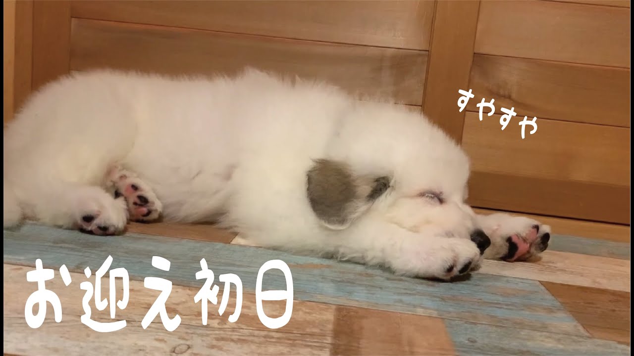 【お迎え初日】うちの子デビュー　いきなりリラックスモードの超大型犬の子犬がかわいい　｜グレートピレニーズ