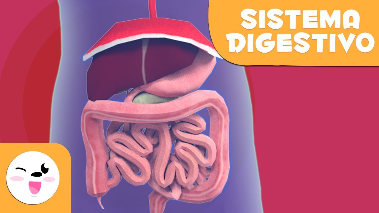 El sistema digestivo para ni&ntilde;os | El cuerpo humano para ni&ntilde;os