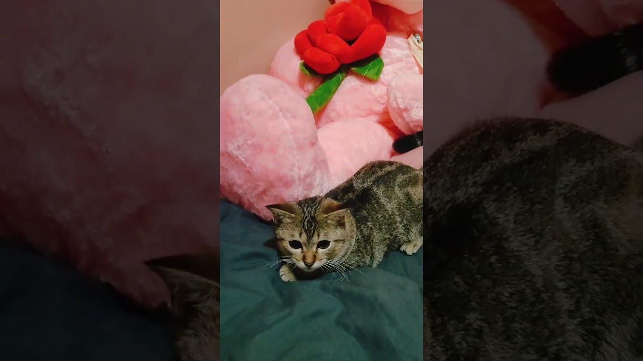 Olivia playing