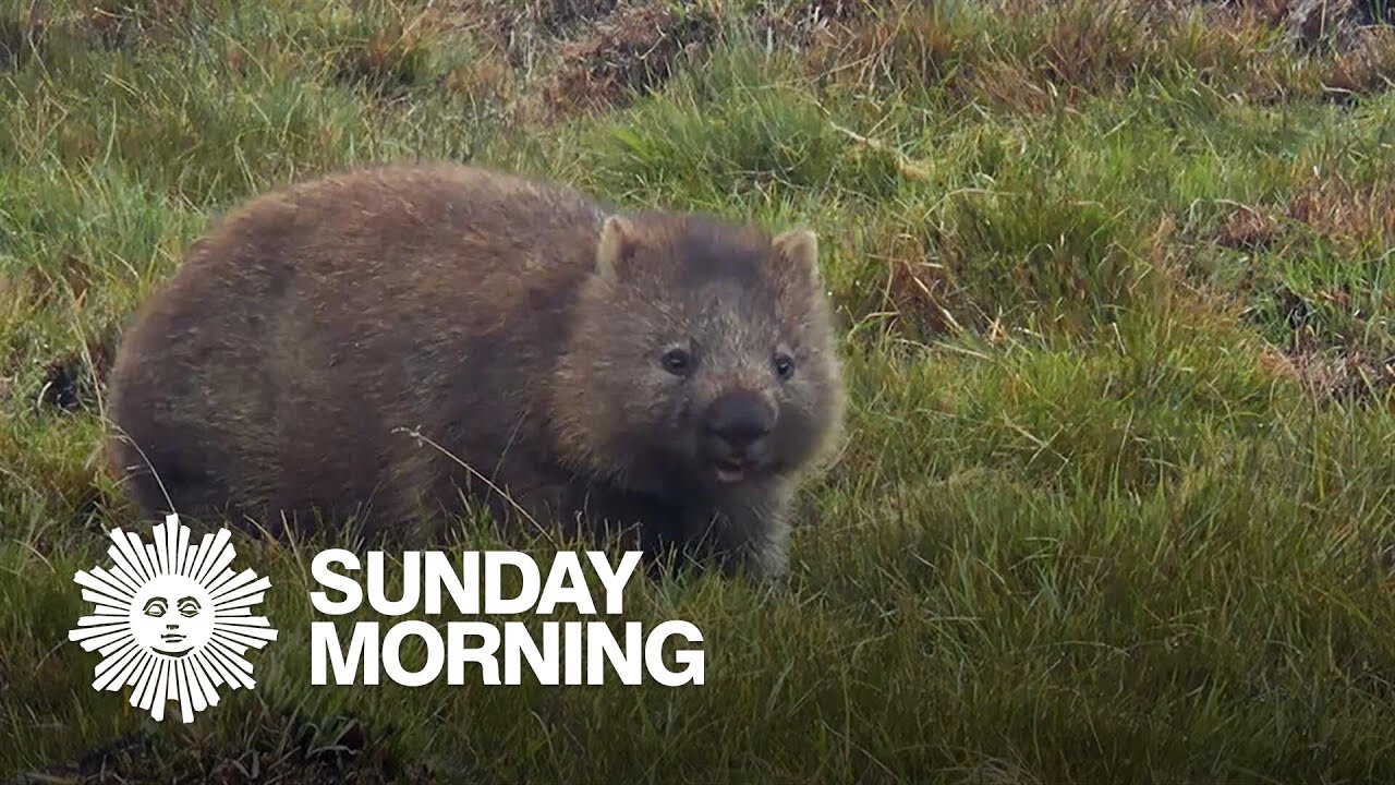 Nature: Wombats in Tasmania
