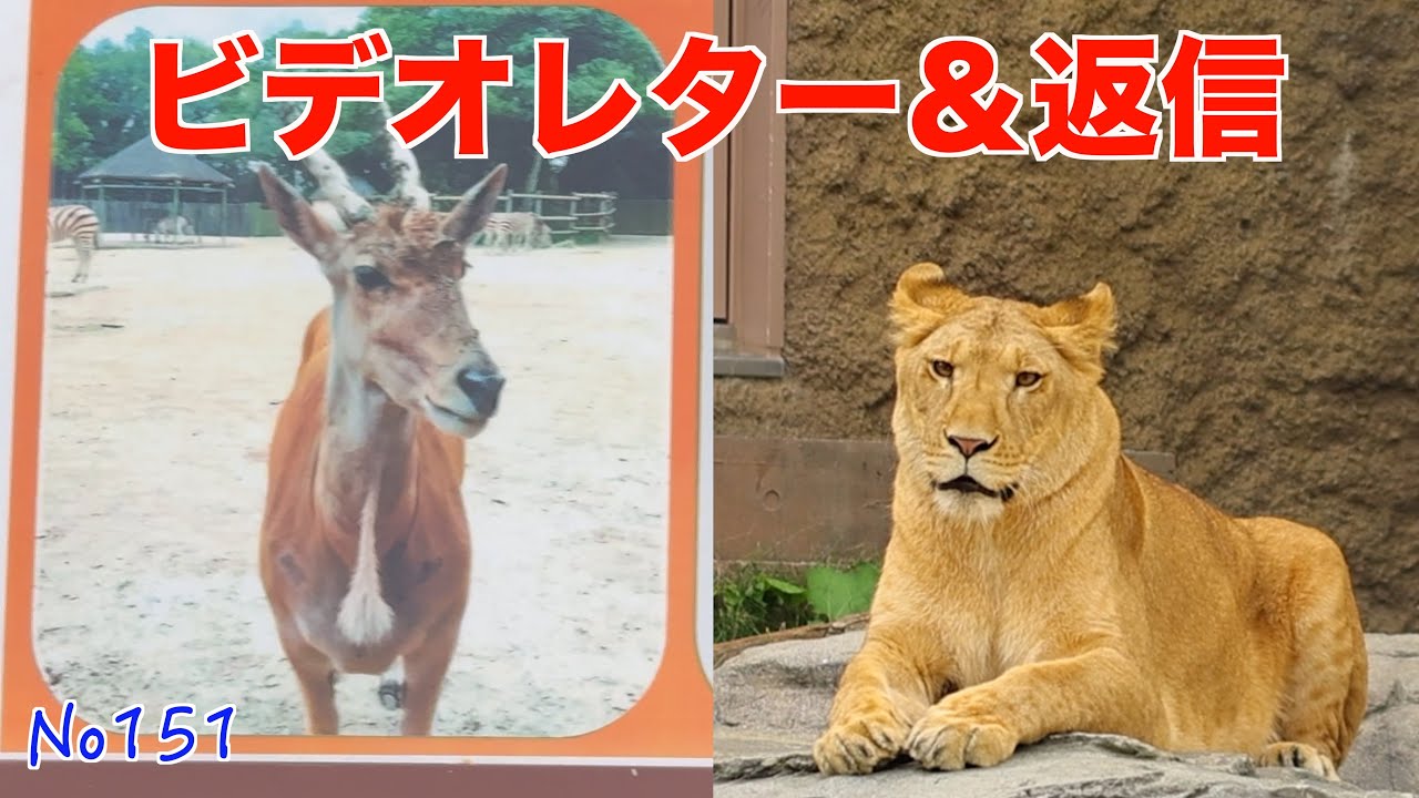No151 東武動物公園のオペルからイトへ📹ビデオレター＆返信✉️ イト＆パーチェの日常