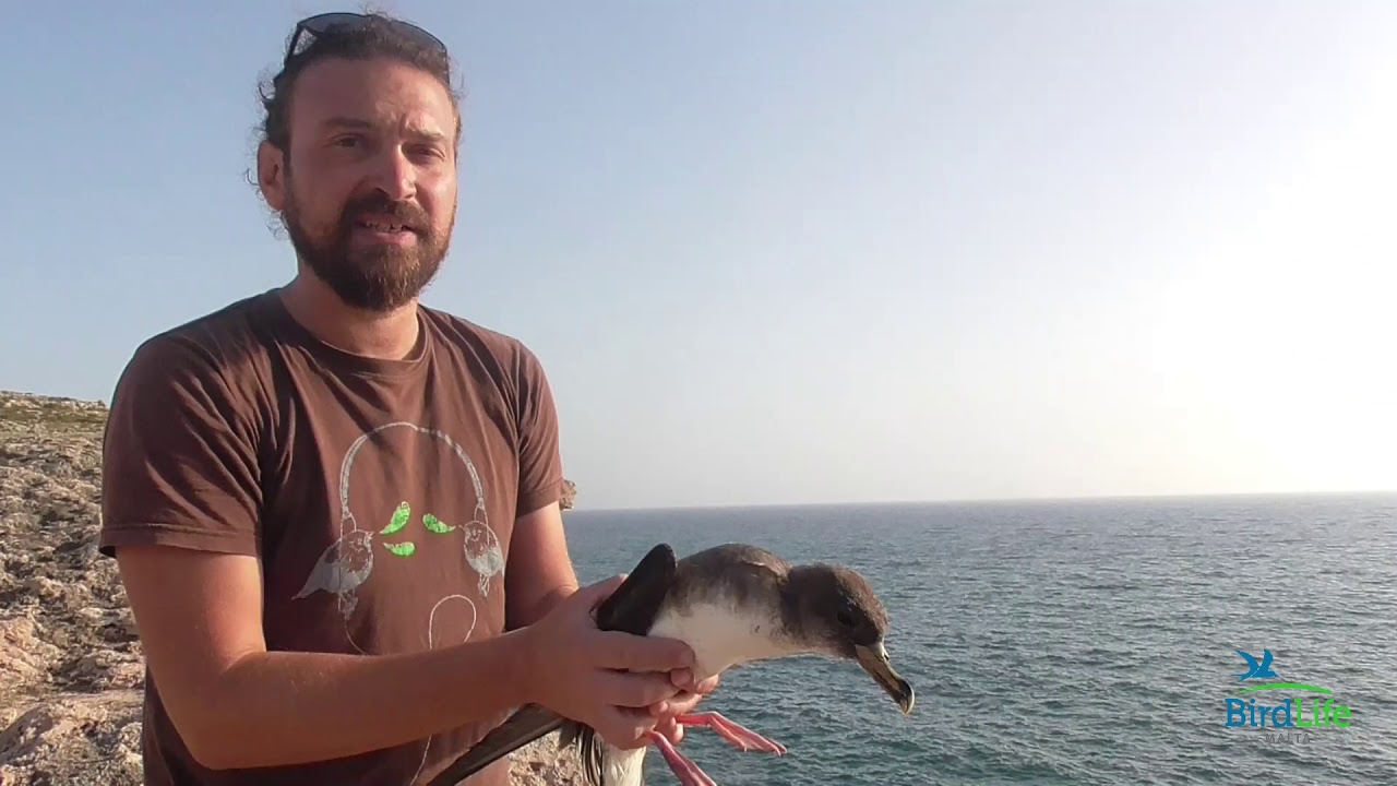 Scopoli's Shearwater released back into the wild